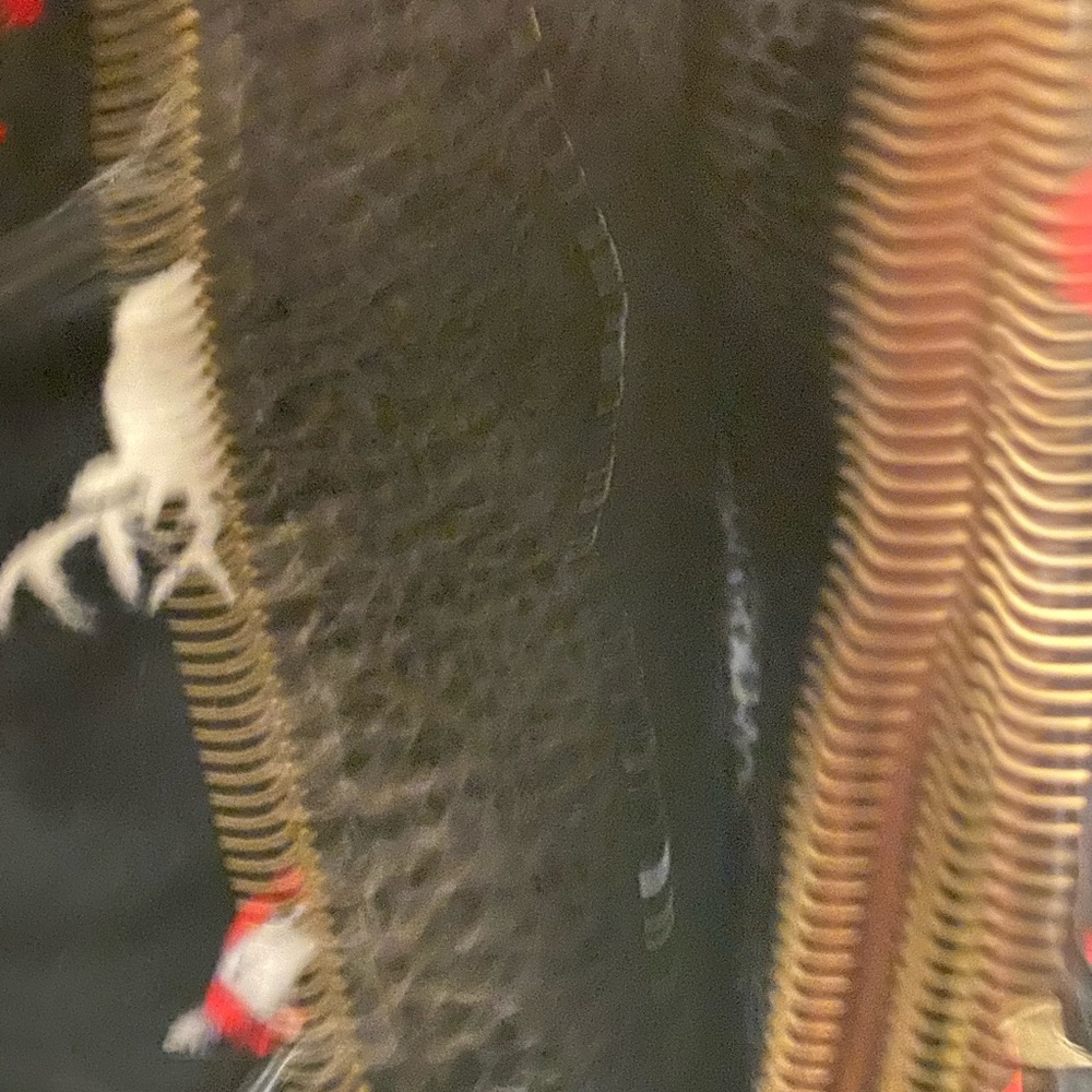 Purse - Picture 3 of 4